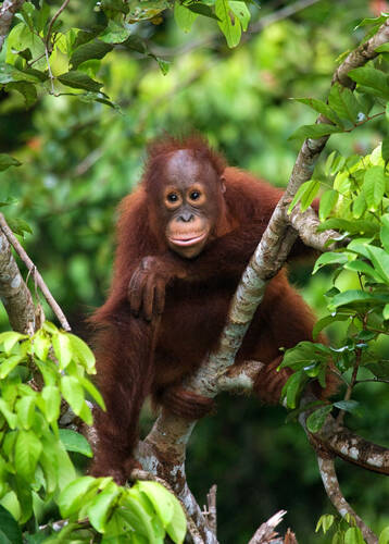 Orangutan