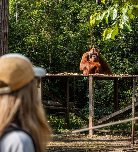 Orangutan in Sepilok