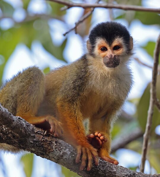 Central American Squirrel Monkey (Saimiri oerstedii oerstedii) adult sitting on branch Osa Peninsula, Costa Rica