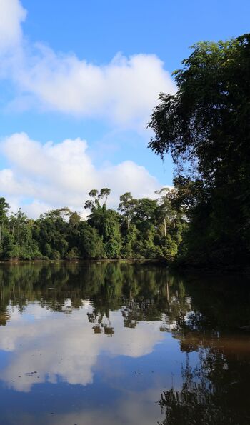 Oxbow lake & rainforest on Kinabatangan River