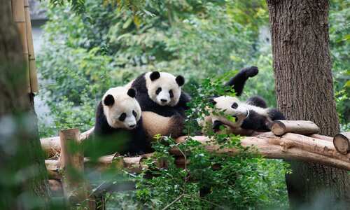 Pandas in Chengdu