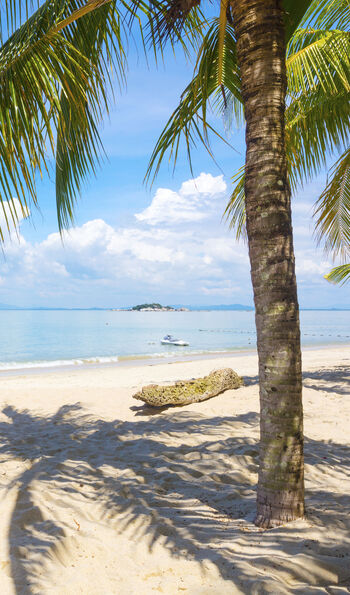 A beautiful beach with golden sands and palm trees on the island of Penang, Malaysia