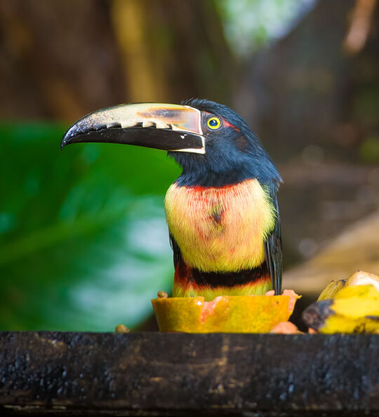 Collared Aracari (Pteroglossus torquatus) feeding on fruit in a garden, Puerto Viejo de Sarapiqui, Costa Rica