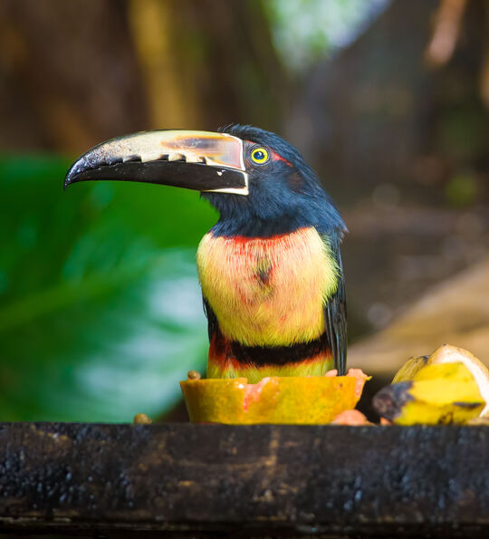 Colourful birdlife in Puerto Viejo