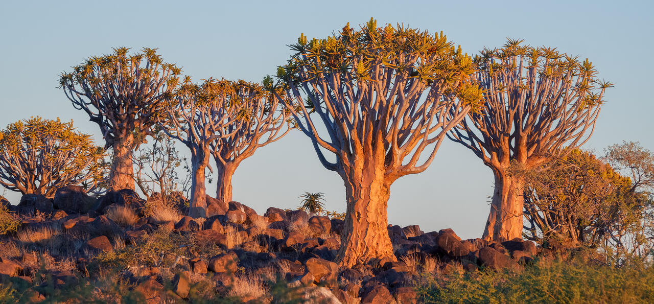 Quiver trees near Keetmanshoop