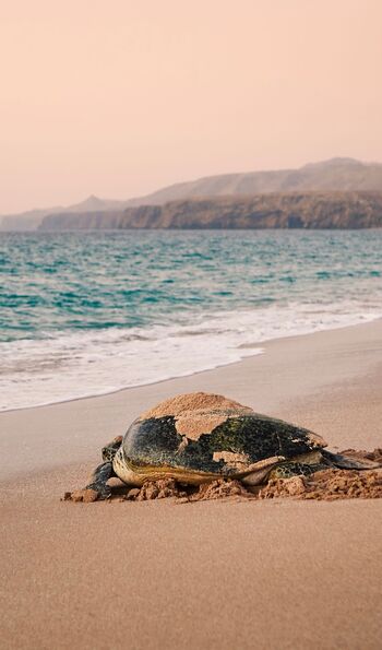 Ras al Jinz Turtle Reserve, Oman