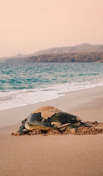 Turtle reserve in Ras Al Jinz