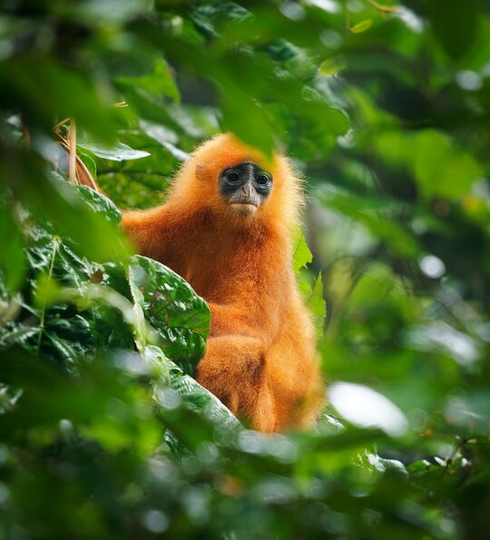Red leaf monkey in the Danum Valley