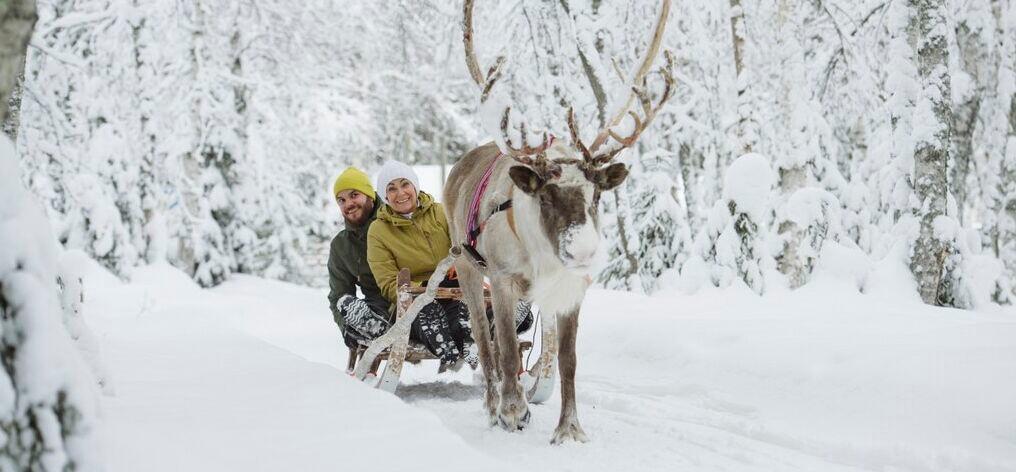 Reindeer Safari Experience at Arctic TreeHouse Hotel