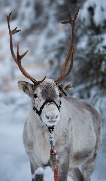 Reindeer at Arctic Lumo Resort