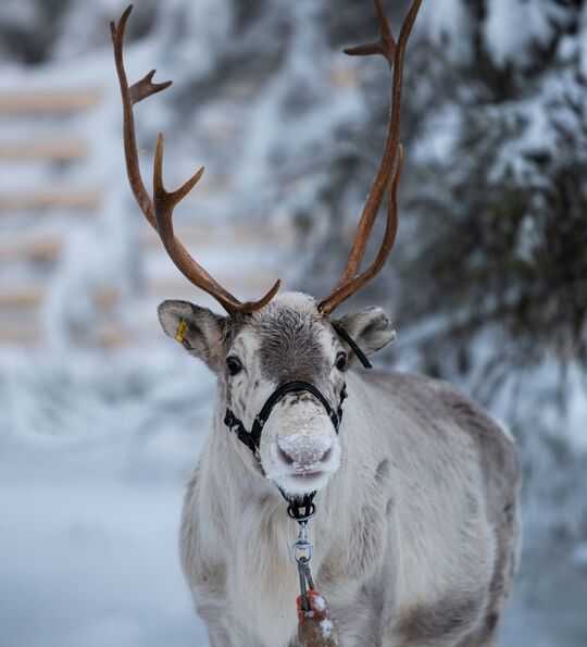 Reindeer at Arctic Lumo Resort