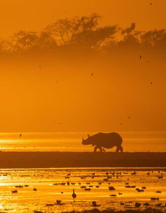 Rhino on the Brahmaputra River, India