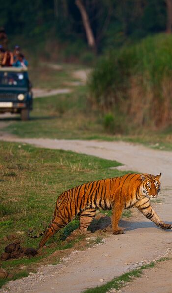 Royal Bengal Tiger in Kaziranga National Park, Assam