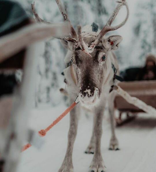 S&aacute;mi reindeer experience (Arctic TreeHouse Hotel)