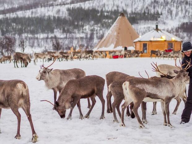Sami reindeer lodge near Tromso, Norway