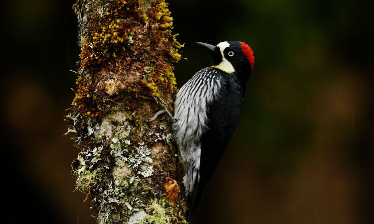 San Gerardo de Dota, Costa Rica