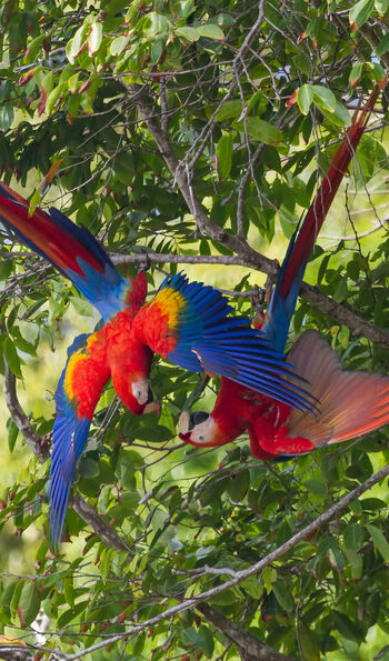 Scarlet Macaws in Osa Peninsula, Costa Rica