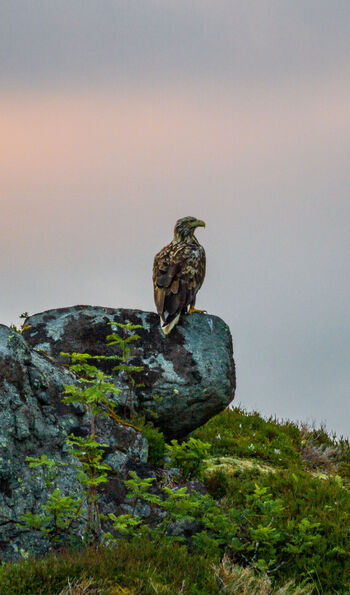 Sea eagle in the Lofoten Islands