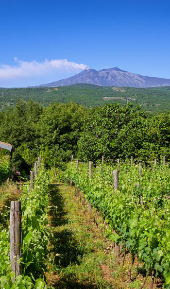 Vineyards on the foothills of Mount Etna