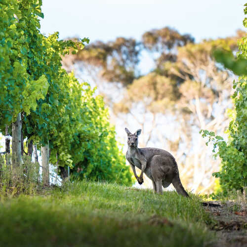 Experience South Australia