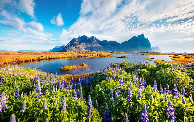 Spring in Stokksnes, East Iceland