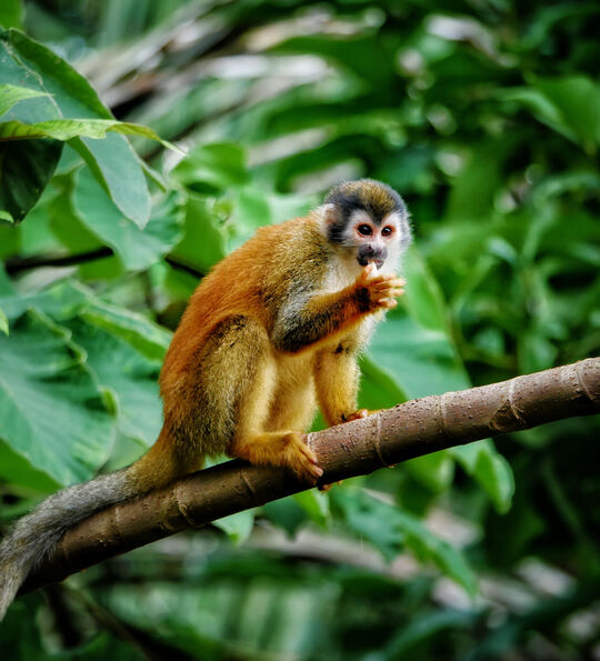 Squirrel monkey, Arenal Volcano National Park