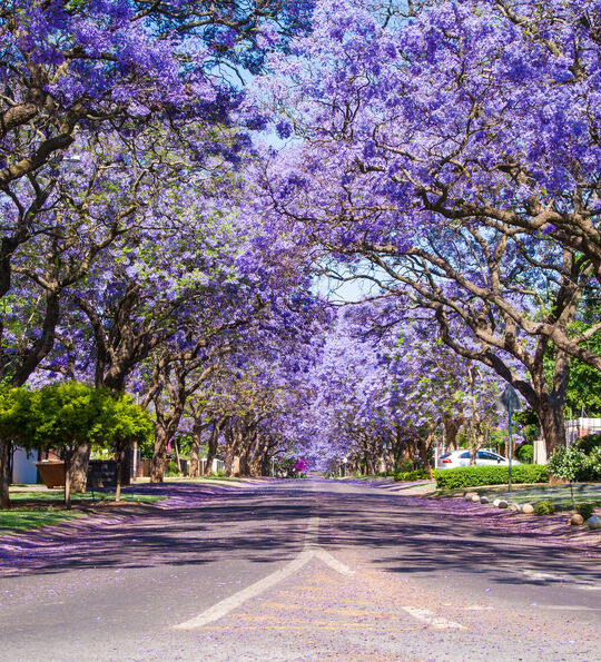 Street in Pretoria, South Africa, with flowering Jacaranda trees