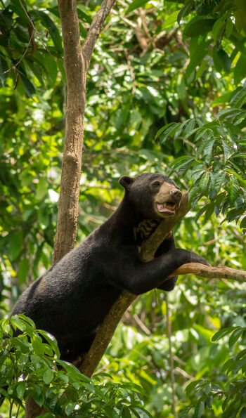 Sun Bear Conservation Centre