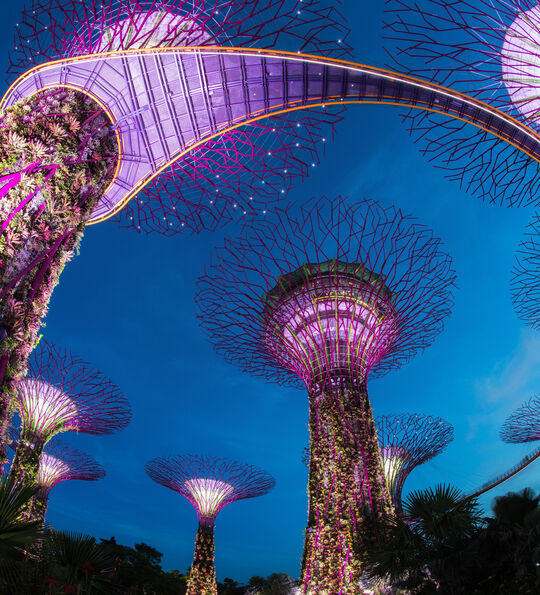Supertree Grove lit up at night, Gardens by the Bay in Singapore