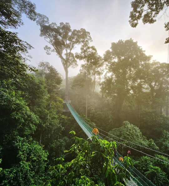 Suspension bridge in Danum Valley