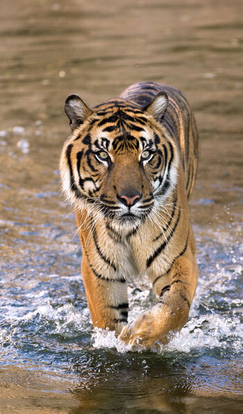Image of Malayan Tiger walking through water at Taman Negara National Park, Malaysia
