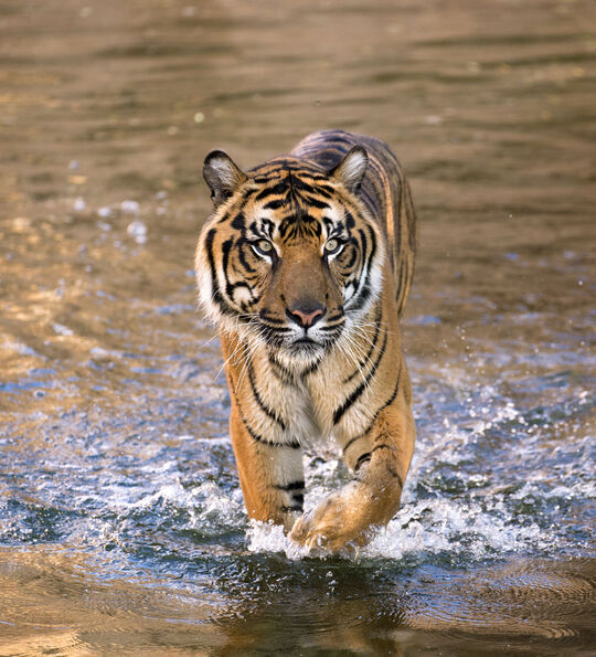 Tiger in Taman Negara National Park