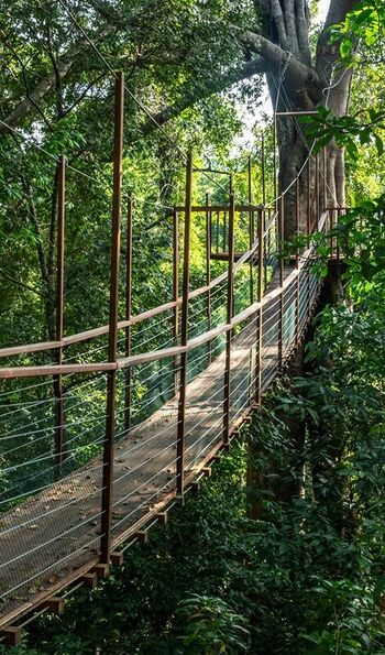 The Datai canopy walk bridge
