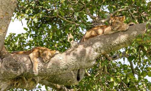 Tree-climbing lion in Queen Elizabeth National Park, Uganda