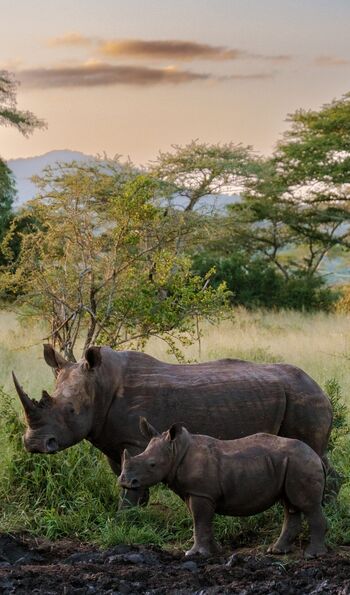 Rhinos in Kruger National Park