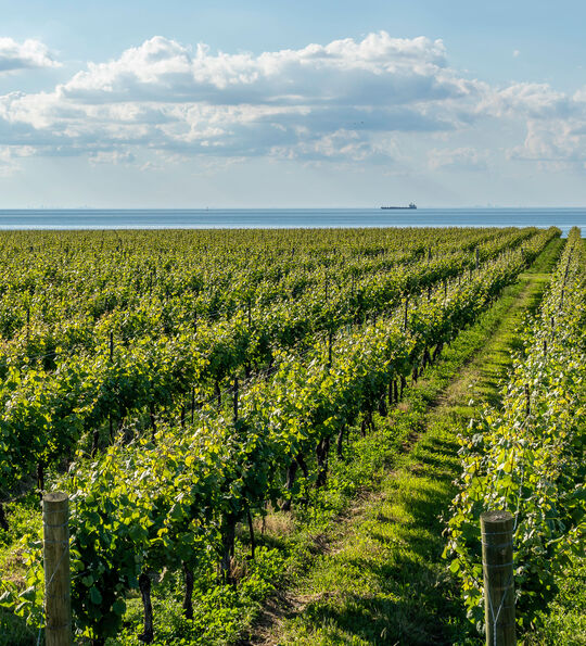 Vineyard in Niagara-on-the-Lakes