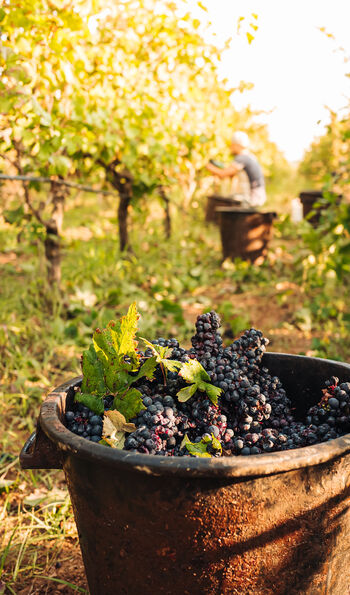 Vineyard in Puglia