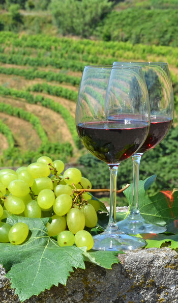 Vineyard in Douro Valley