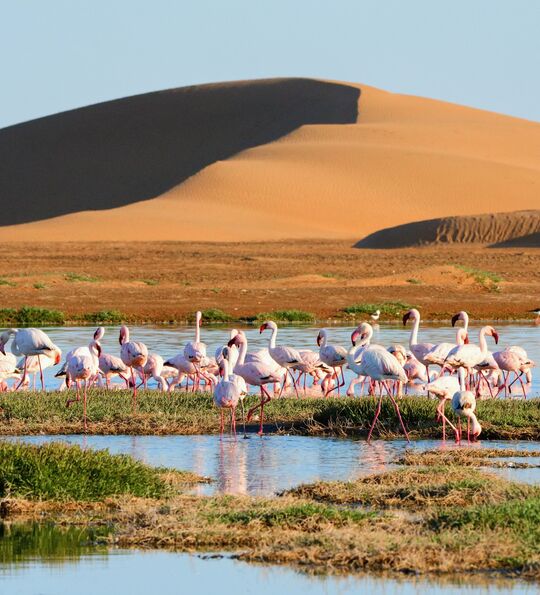 Flamingos in lagoon of Walwis bay
