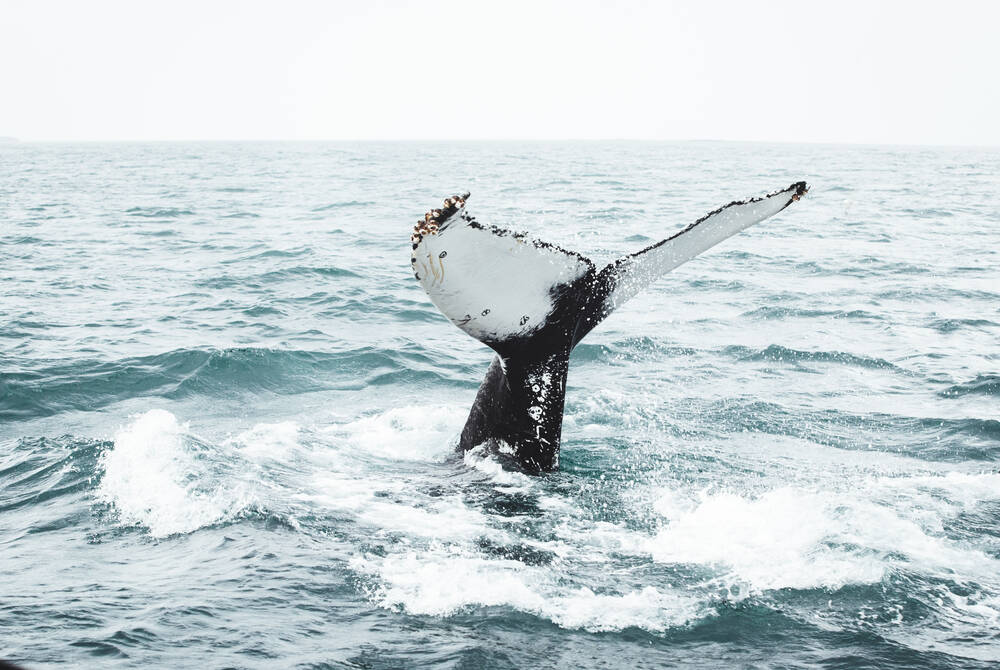 Whale watching, North Iceland  Whale watching, North Iceland