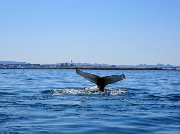 Whale watching in Reykjavik, Iceland