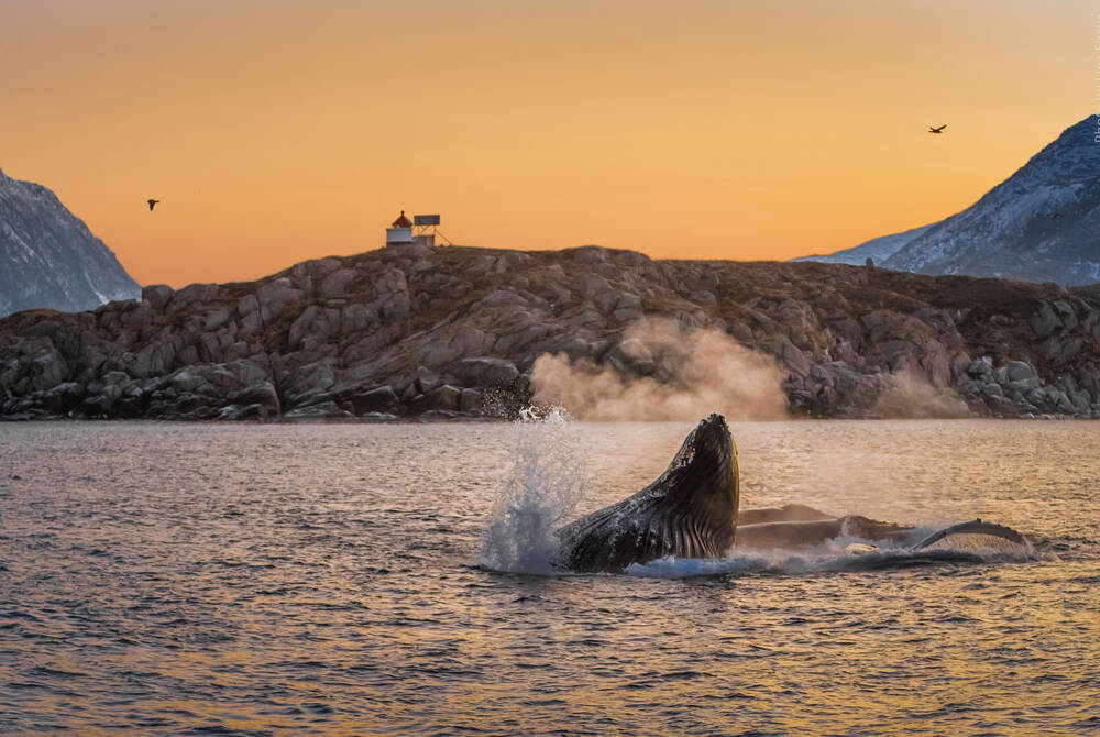 Whale Watching & Northern Lights Adventure in Tromso