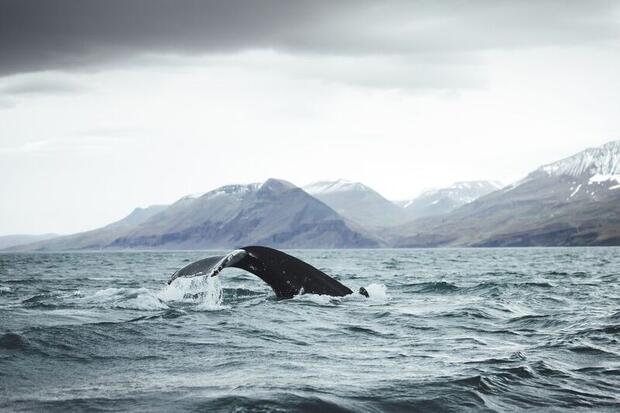 Whale watching in Akureyri, North Iceland