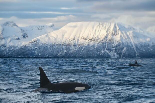 Whale watching in Tromso, Norway