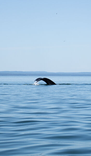 Whales in Saguenay Fjord