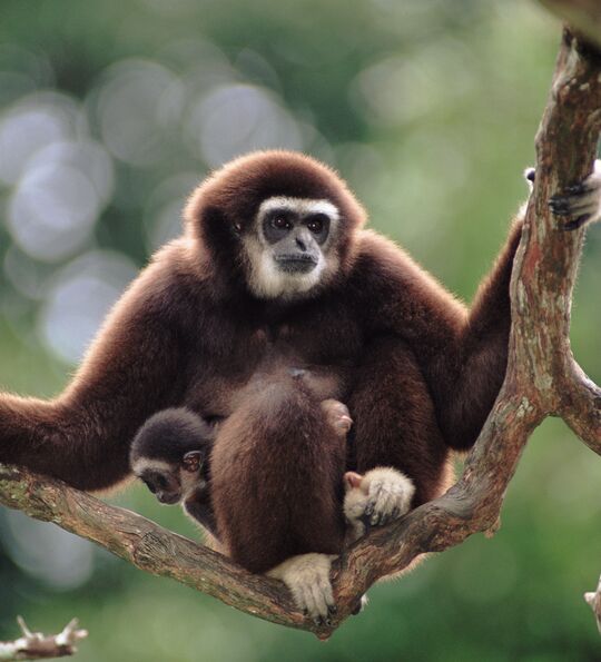 White-handed gibbon in the forest canopy at Taman Negara National Park, Malaysia