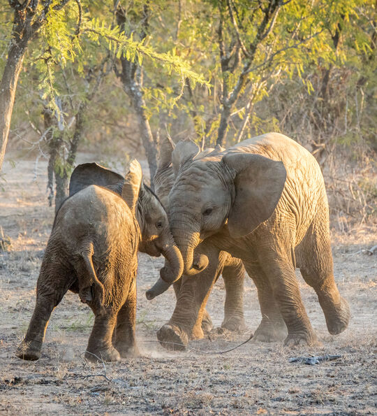 Young Elephants playing in the Kapama Game Reserve